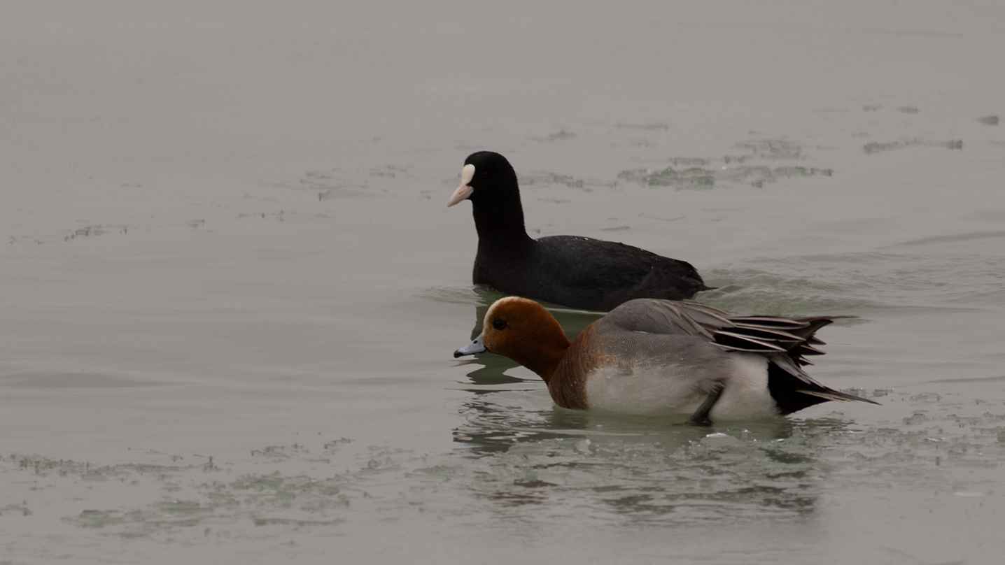 Eurasian Wigeon